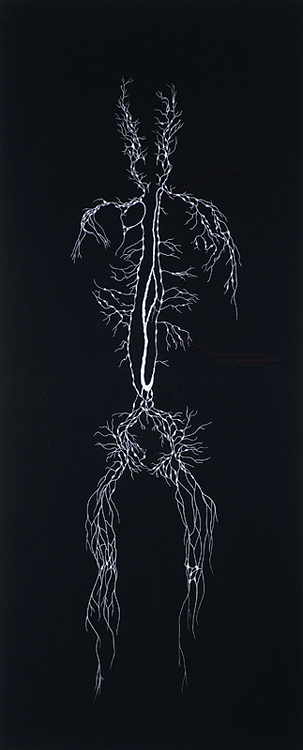 lymph_system